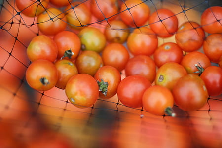 shallow focus photography of orange tomatoes thumbnail