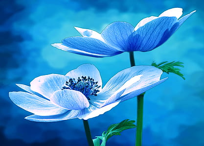 two blue petaled flowers thumbnail