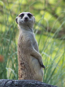 standing meerkat during day thumbnail