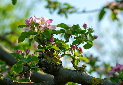 shallow focus photo of flowers on tree branch thumbnail