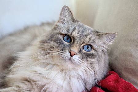 long-fur gray and white cat on red apparel thumbnail