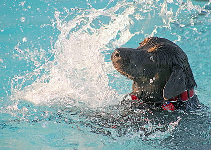 chocolate Labrador retriever in body of water thumbnail