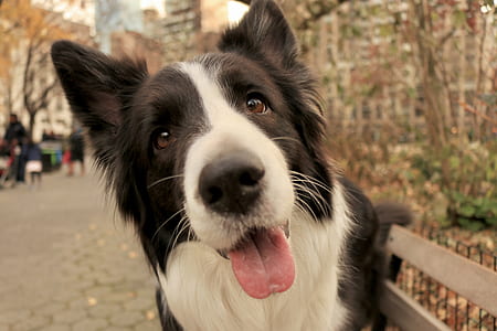 adult black and white border collie thumbnail