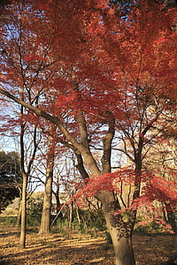 brown and red tree at daytime thumbnail