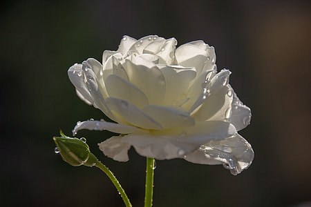close-up photo of white rose flower thumbnail