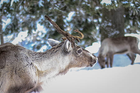 snow, nature, winter, animal thumbnail