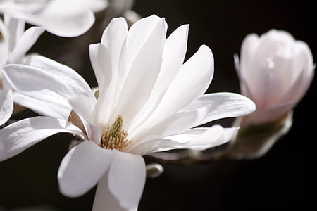 white magnolia flower thumbnail