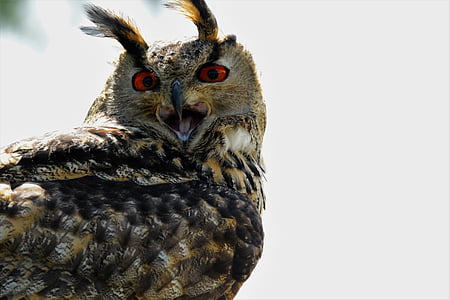 brown owl thumbnail