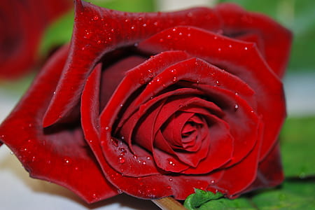 red rose in macro shot thumbnail