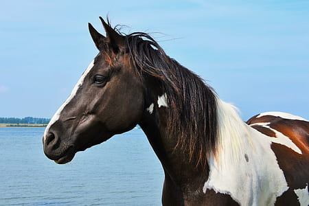 black and white horse near on seashorre thumbnail