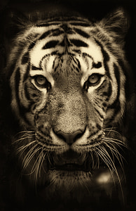 tiger, africa, purry, zoo, predator, wildlife thumbnail