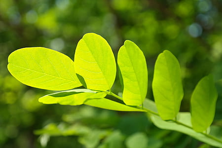 Green Outdoor Plant thumbnail