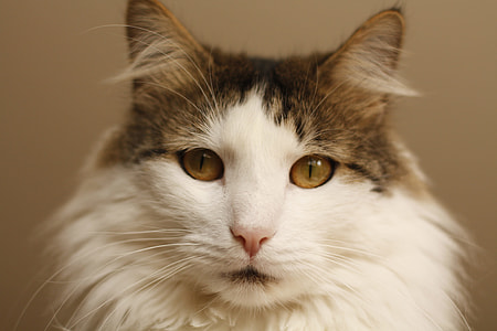 white cat thumbnail
