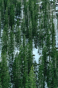 green leaf trees on snow beside mountain thumbnail