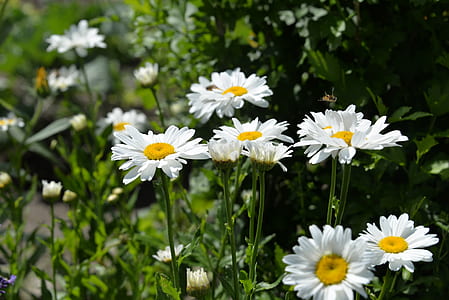 selective focus photography of daisy flower thumbnail