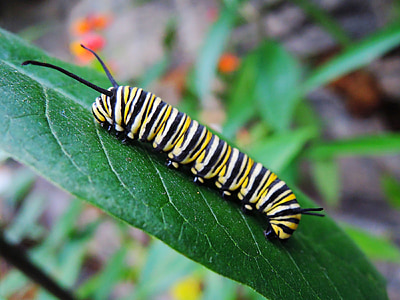 yellow and black Queen caterpillar thumbnail