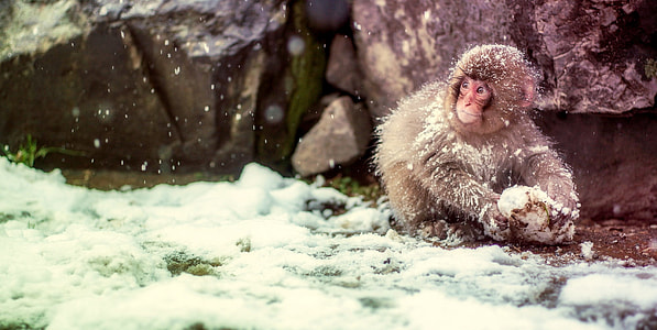 monkey picking up stone during snow time photo thumbnail
