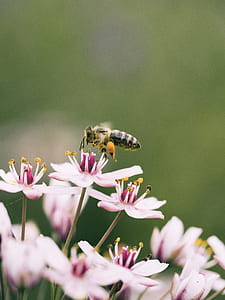 macro photo of honey bee perched on pink flower thumbnail