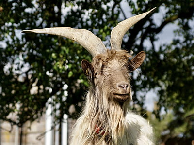 selective focus photo of brown goat thumbnail