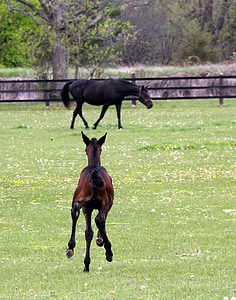 black and brown horse on grass field thumbnail