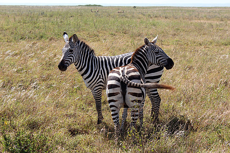 Zebras in the game Reserve in Nairobi, Kenya thumbnail