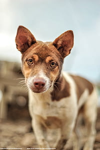 close-up photography of white and brown dog thumbnail