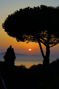 silhouette of tree near body of water thumbnail