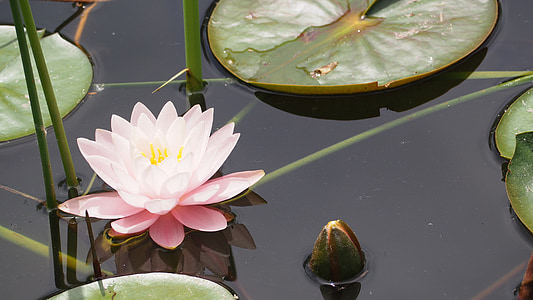 pink water lily on water thumbnail