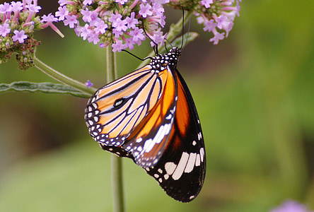 selective focus photography of viceroy butterfly perching on purple flower thumbnail