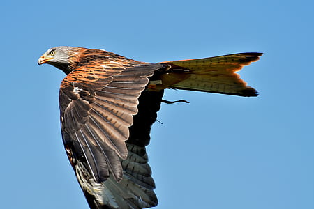 bald eagle flying under blue sky thumbnail