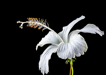 close up photo of white hibiscus flower in bloom with dark background thumbnail