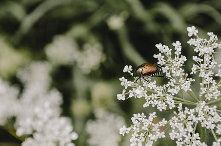 brown and black crawling insect perched on white petaled flower thumbnail