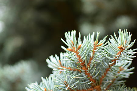 green and orange leafed plant thumbnail