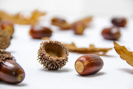 Close-up of Nut shell thumbnail