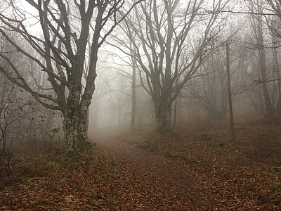 withered forest photo thumbnail