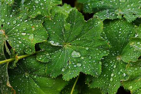 green leaves with water drops thumbnail