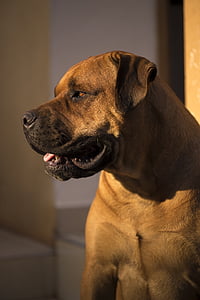 closeup photo of broholmer dog thumbnail