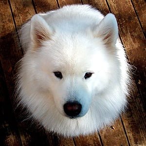 adult white samoyed thumbnail