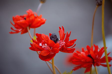 red poppies in bloom at daytime thumbnail