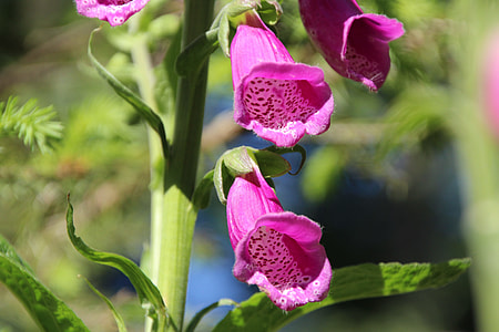 Thimble, Common Foxglove thumbnail
