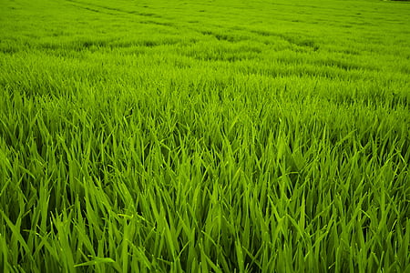green grass field thumbnail