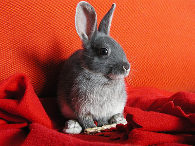 rabbit sitting on red textile thumbnail