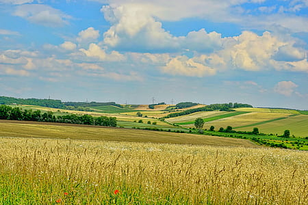 beige wheat field during daytime thumbnail