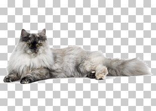 Siberian Cat Norwegian Forest Cat Persian Cat Asian Semi Longhair