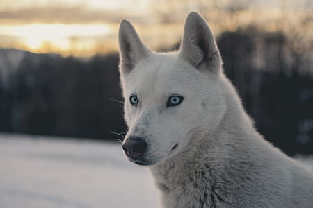 focus photography of white husky thumbnail
