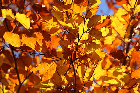 sunlight reflecting on orange leaves thumbnail