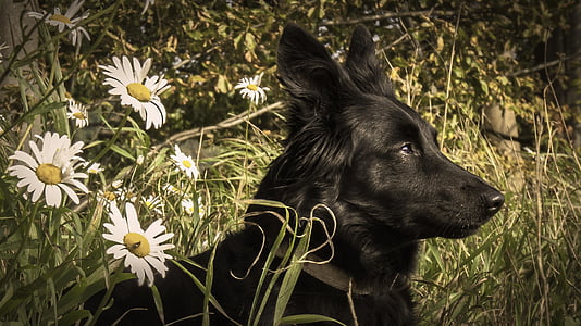 adult black German shepherd on green grass field during daytime thumbnail