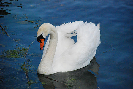 white swan on body of water thumbnail