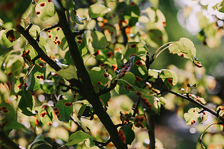 Close-ups of leaves on trees thumbnail