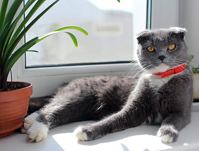 short-fur gray cat lying beside green leaf plant thumbnail